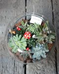 療癒款多肉玻璃圓缸造景Succulents in Fishbowl